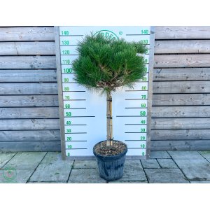 Borovica čierna (Pinus nigra) ´PIERRICK BREGEON´® - výška 110-120 cm, kont. C45L - NA KMIENKU